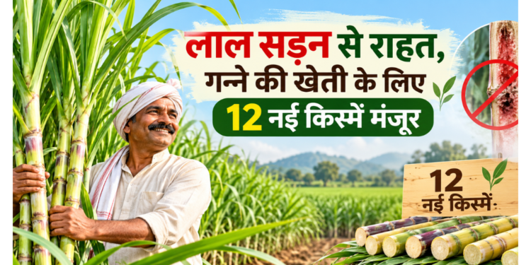 sugarcane