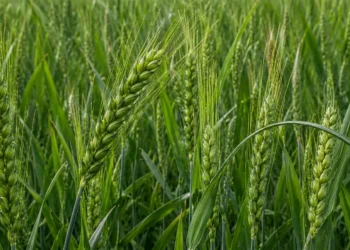 HI 8849: A wheat variety offering a yield of 51.9 quintals per hectare along with a high zinc content.