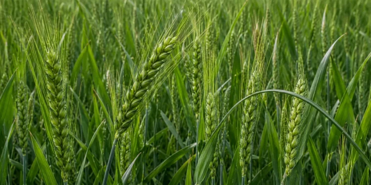 HI 8849: A wheat variety offering a yield of 51.9 quintals per hectare along with a high zinc content.