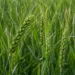 HI 8849: A wheat variety offering a yield of 51.9 quintals per hectare along with a high zinc content.