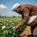 Cotton farmers will enjoy greater convenience and transparency: Digital procurement, slot booking, and direct payment will transform the system