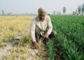 खेत में खाद डालने के बाद भी कमजोर फसल और पोषक तत्वों की कमी