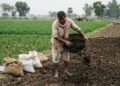 खेत में गोबर की खाद और रासायनिक खाद का इस्तेमाल करता किसान