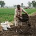 खेत में गोबर की खाद और रासायनिक खाद का इस्तेमाल करता किसान