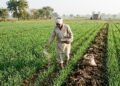 गेहूं की फसल में सही समय पर उर्वरक डालता किसान