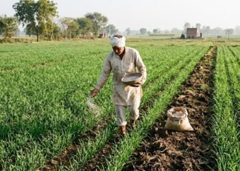 गेहूं की फसल में सही समय पर उर्वरक डालता किसान