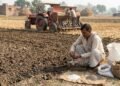 धान की कटाई के बाद गेहूं की बुवाई से पहले खेत में खाद डालता किसान