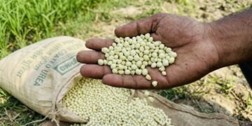 भारत के यूरिया आयात टेंडर में कीमतों में गिरावट और उर्वरक आपूर्ति
