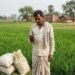भारत में उर्वरक सब्सिडी, किसानों को नकद सहायता और AgriStack डिजिटल व्यवस्था