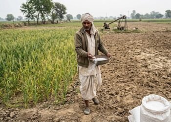 यूरिया की ज्यादा खपत से मिट्टी की सेहत पर असर और खेत में खाद डालता किसान