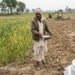 यूरिया की ज्यादा खपत से मिट्टी की सेहत पर असर और खेत में खाद डालता किसान